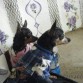 nana y goliat